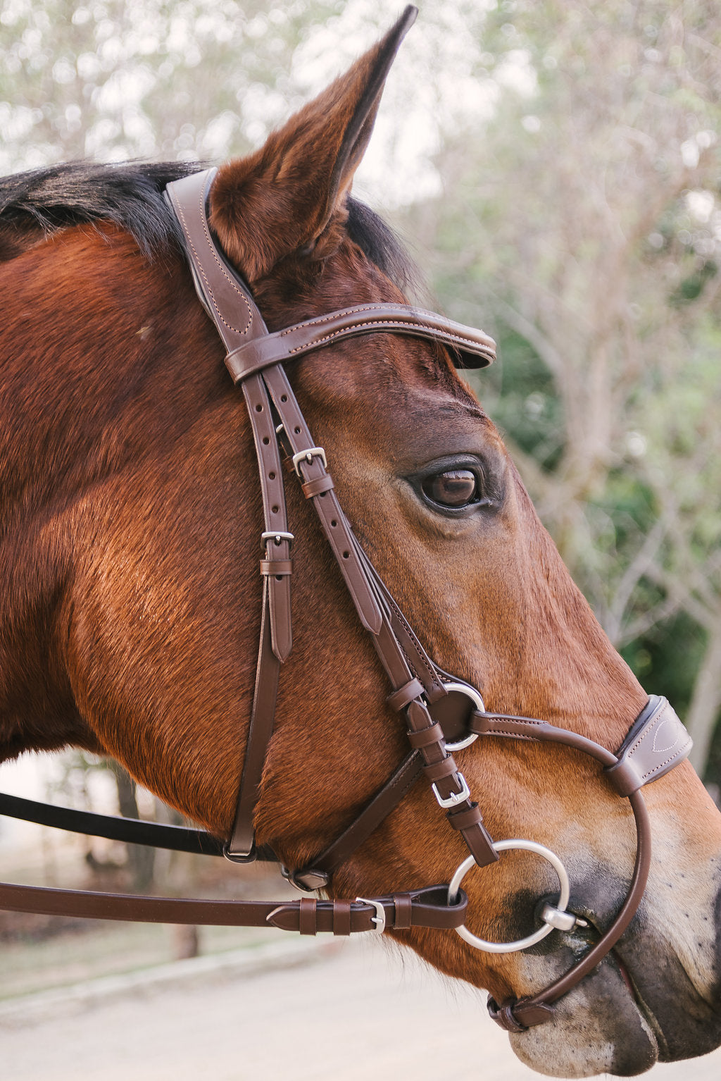 Freedom Bridle - Brown – Passion Equestrian